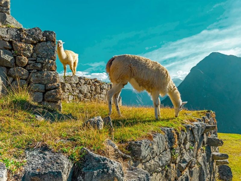 lamas in machupicchu